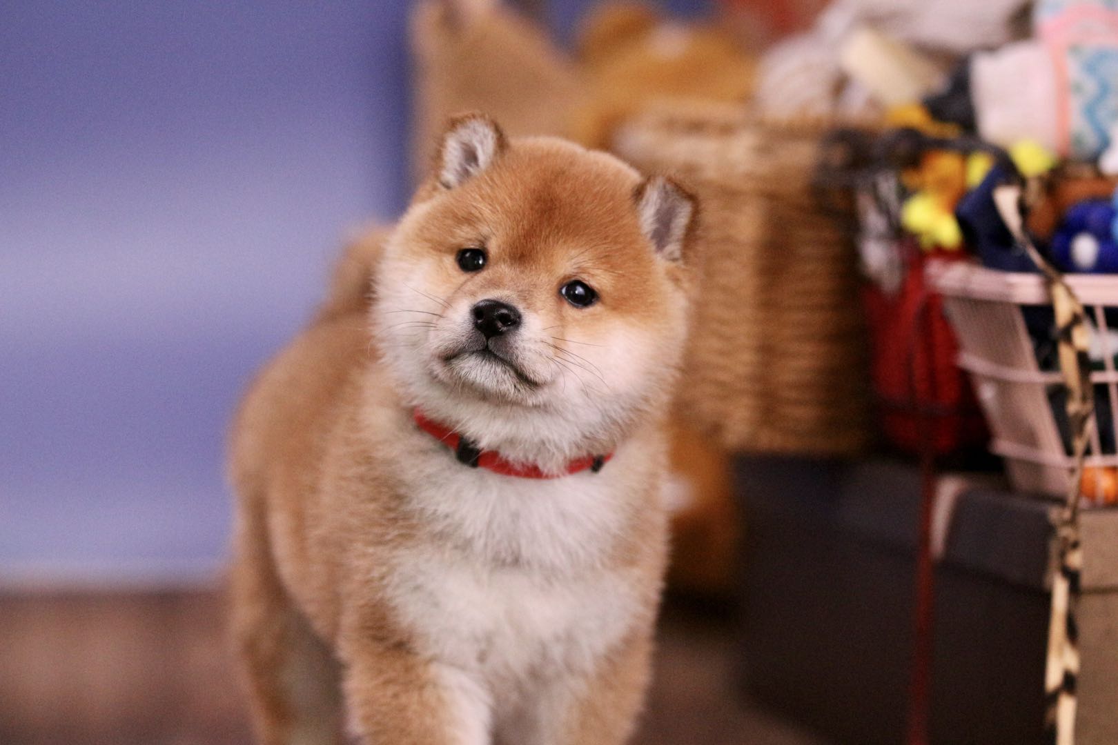 上海哪里可以买到正宗的柴犬,1000块能买到柴犬吗