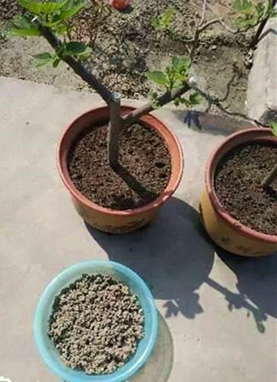 养花最好的颗粒土,碎砖养花的正确方法