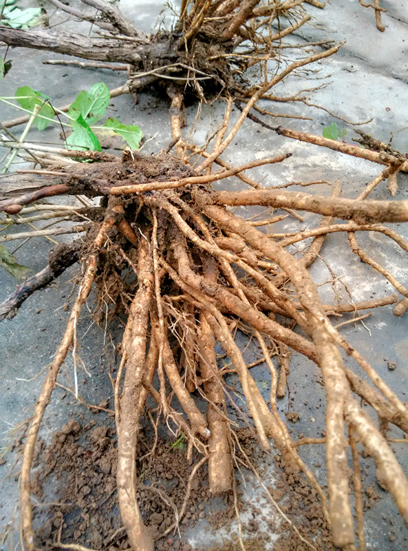 牡丹花夏天叶子落光了怎么办,牡丹花叶子打蔫怎么办