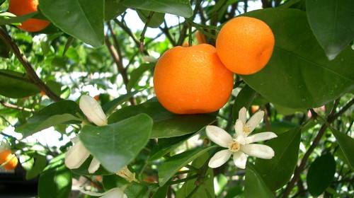 年桔的风水作用,年桔有哪些意义