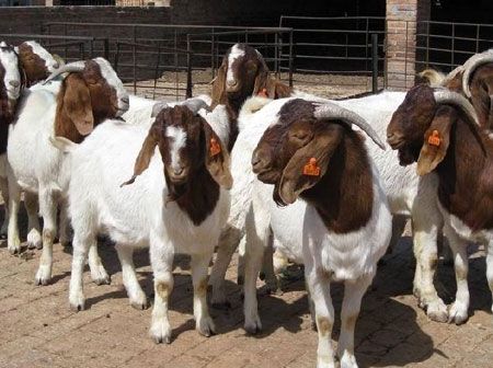 为什么羊不能进别人家,羊的弱点是怎么回事