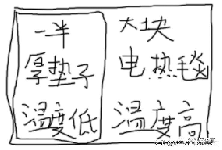 刚生的小猫母猫不在如何照顾,早产没长毛的小猫怎么救活