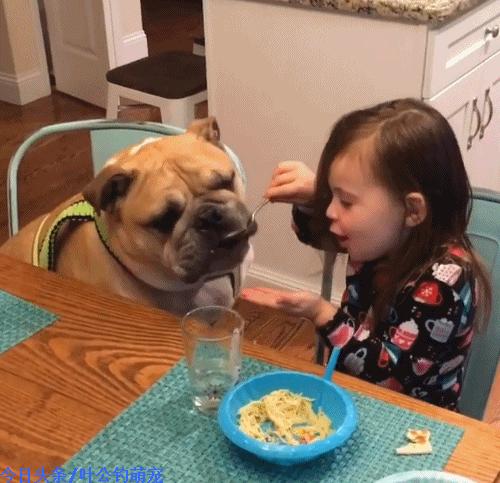 英国斗牛犬的优点和缺点是什么,英国斗牛犬容易有什么疾病