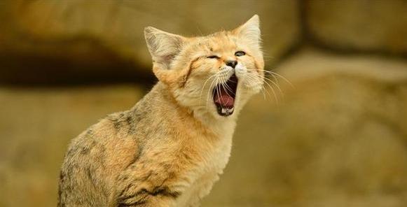 喂了很久的流浪猫要被人领养了,生活在沙漠的猫科