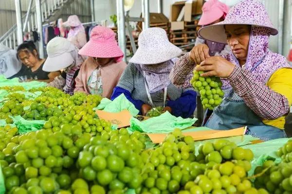 最近阳光玫瑰销售价格,全国阳光玫瑰上市时间价格