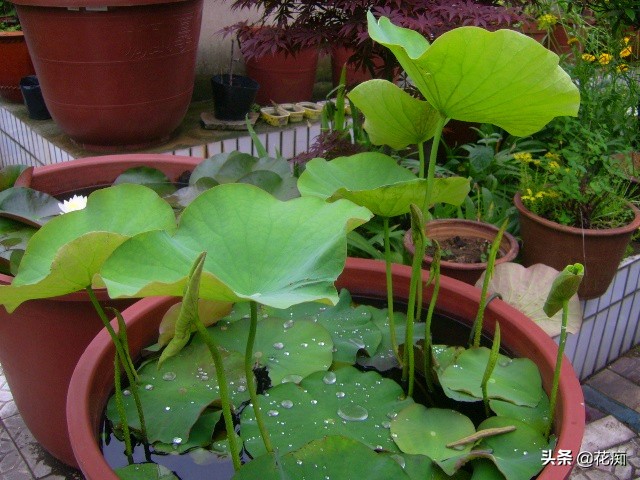 说好的碗莲呢？养了3年，连一朵花都没见，最后只收获一堆菜藕