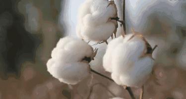 男士云朵袜,清爽云朵袜