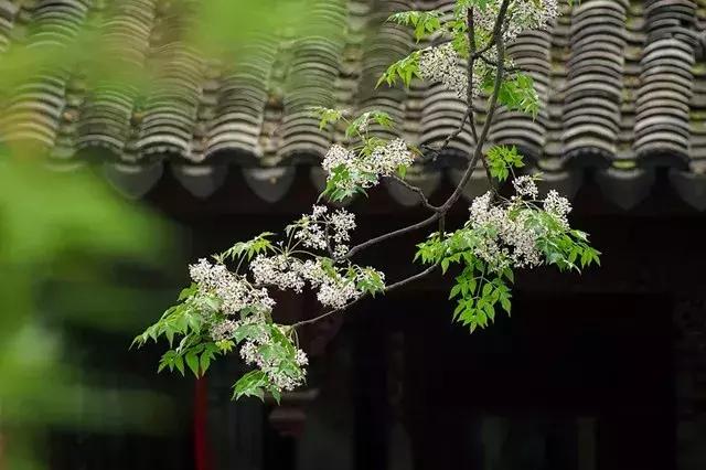 青梅时节诗词,青梅时节的诗词