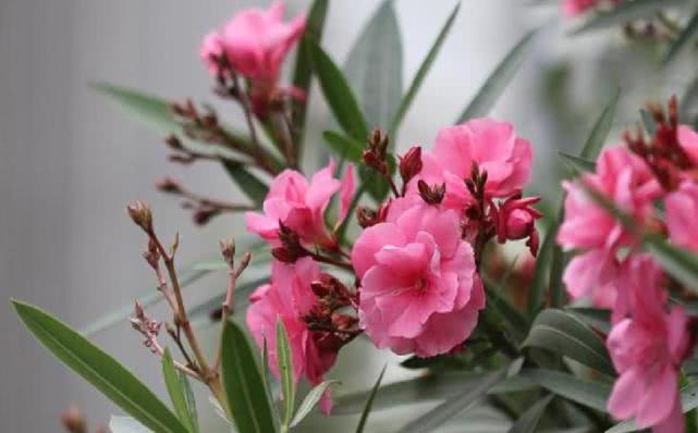 毒花致面部烧伤,女学生被毒花感染