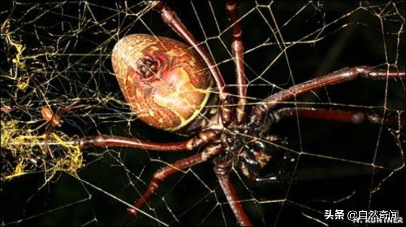 亚马逊有多少动植物,亚马逊盘点