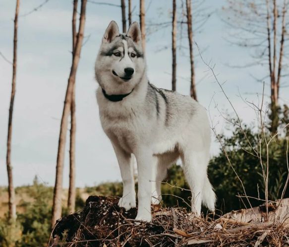 俄罗斯名犬中亚牧羊犬,俄罗斯纯种西伯利亚雪橇犬