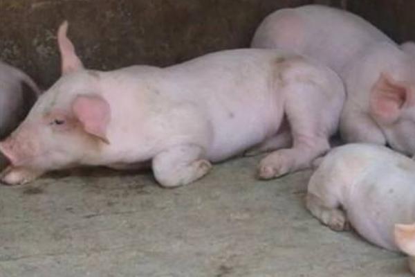 猪场催肥最好的方法,育肥猪催肥秘方