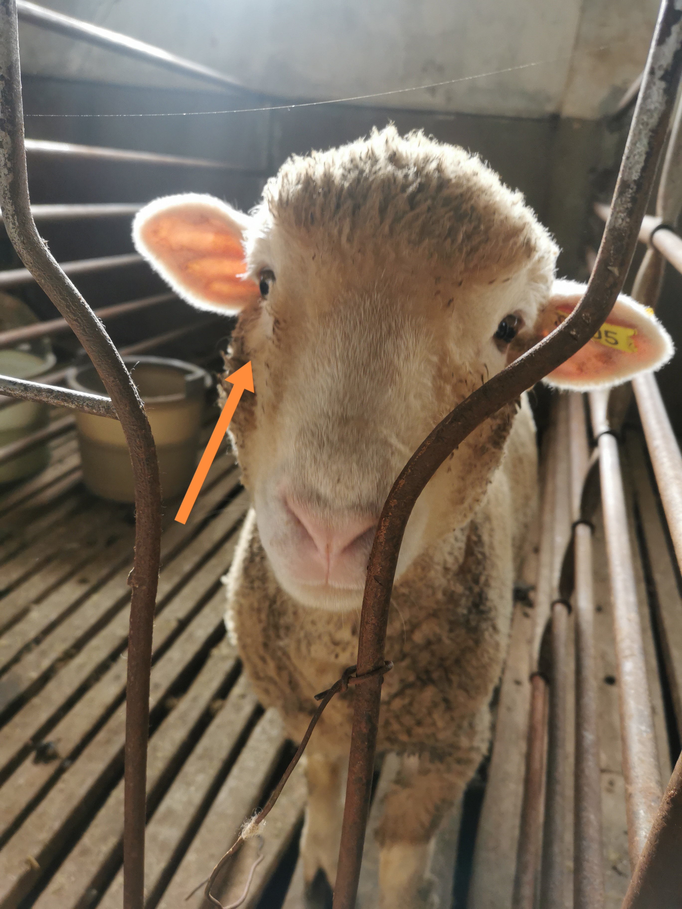 山羊和绵羊肉区分,山羊和绵羊的区别在哪里