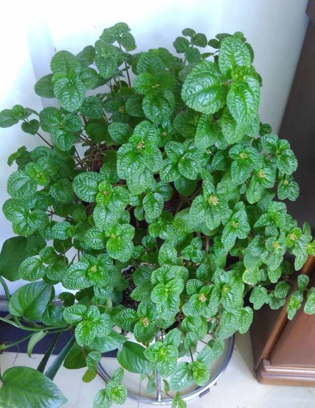 养花人养的花都有哪些,什么花养人又健康又好养