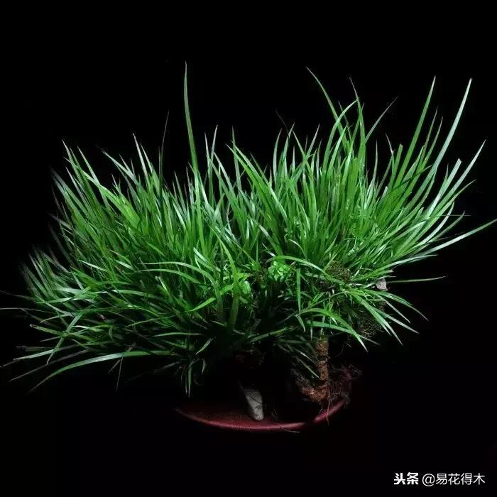 文房菖蒲怎么养殖,菖蒲的养护方法