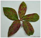 蓝莓枝枯病害图片大全,蓝莓果都有哪些病害