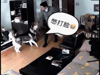 边牧的性格和特征,边牧突然性格大变想咬人