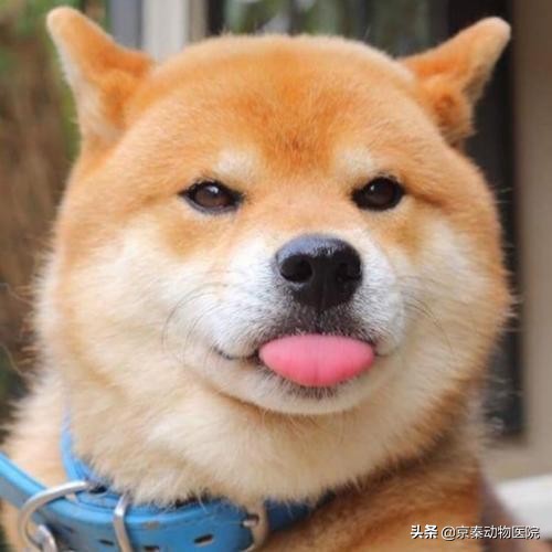 为什么狗狗洗澡很抗拒,给狗狗洗澡的几个小常识