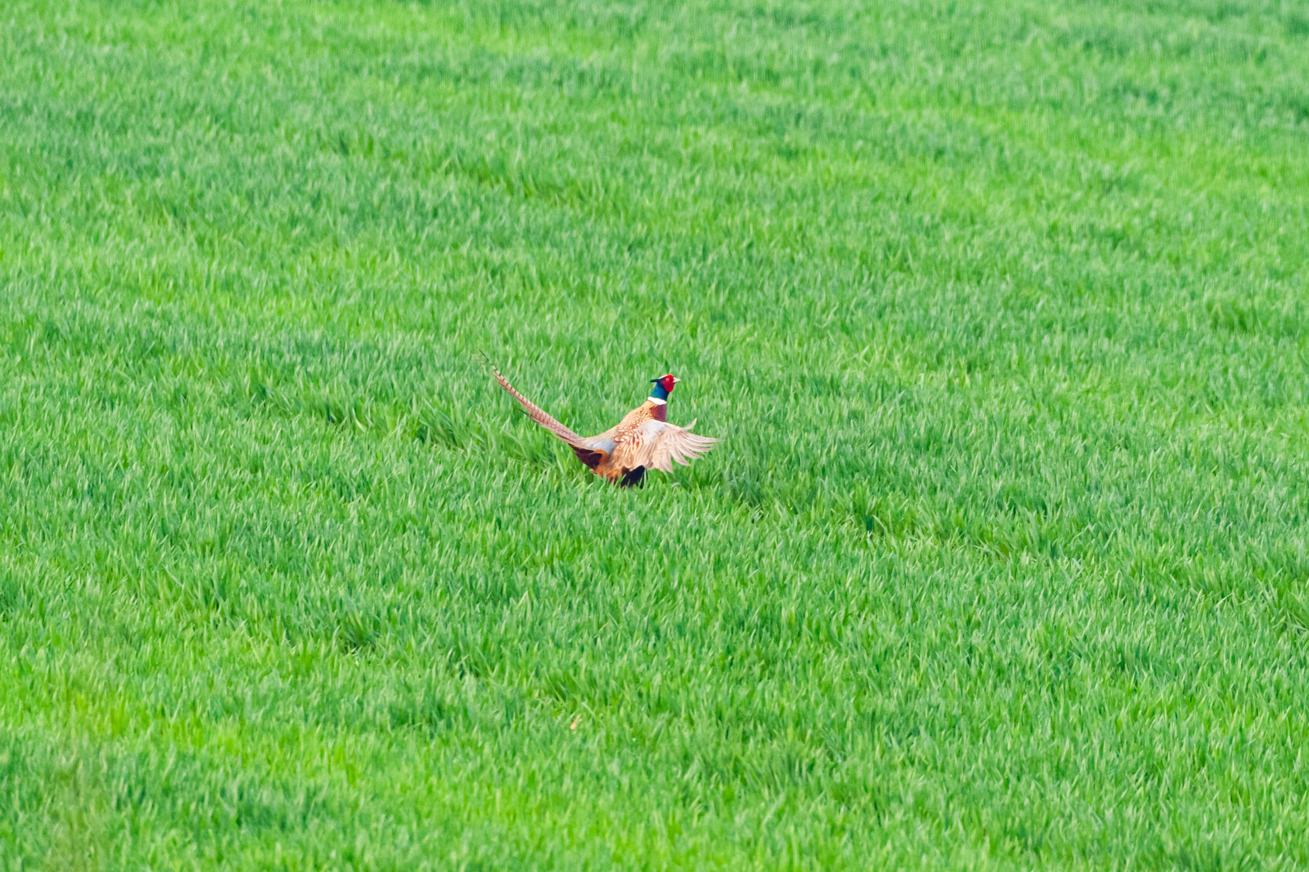尼康200-500f5.6vr,尼康200-500mmf5.6评测