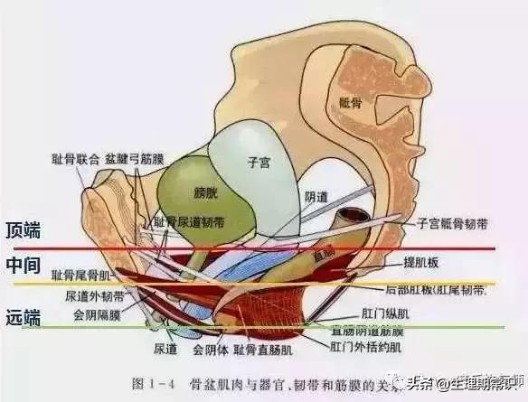 阴道里脱出块“肉”！