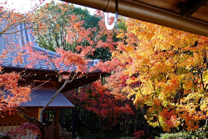 京都赏枫2022,京都赏枫必去景点有哪些好玩的