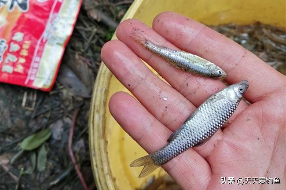 夏季高温麦穗鱼钓法,大麦穗鱼的最佳钓法