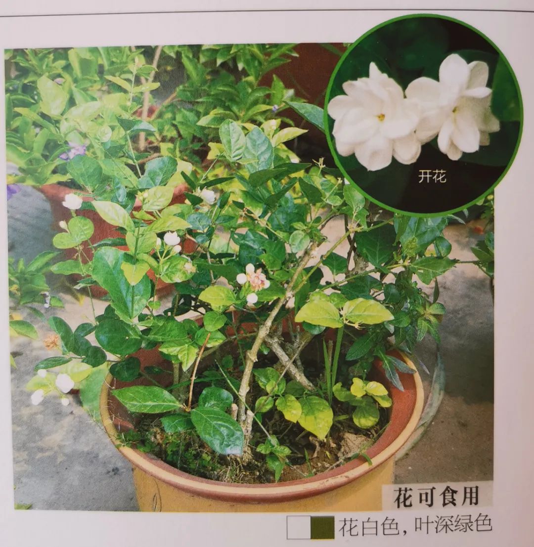 十二星座双子座的守护花,双子座守护花是什么星座