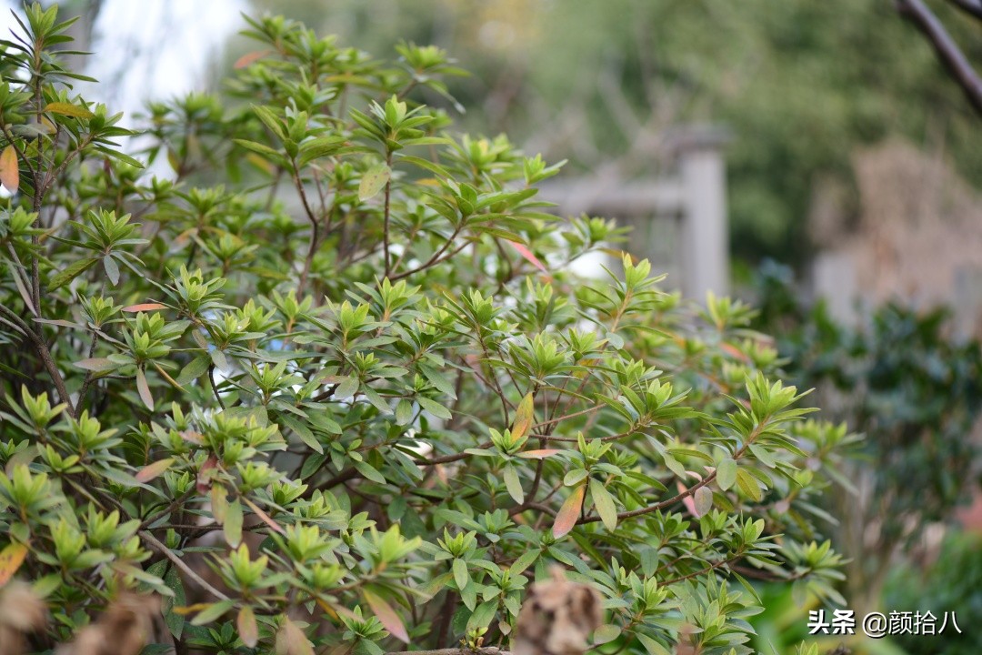 零下9度来袭，花园里的绿色是那么动人|园丁
