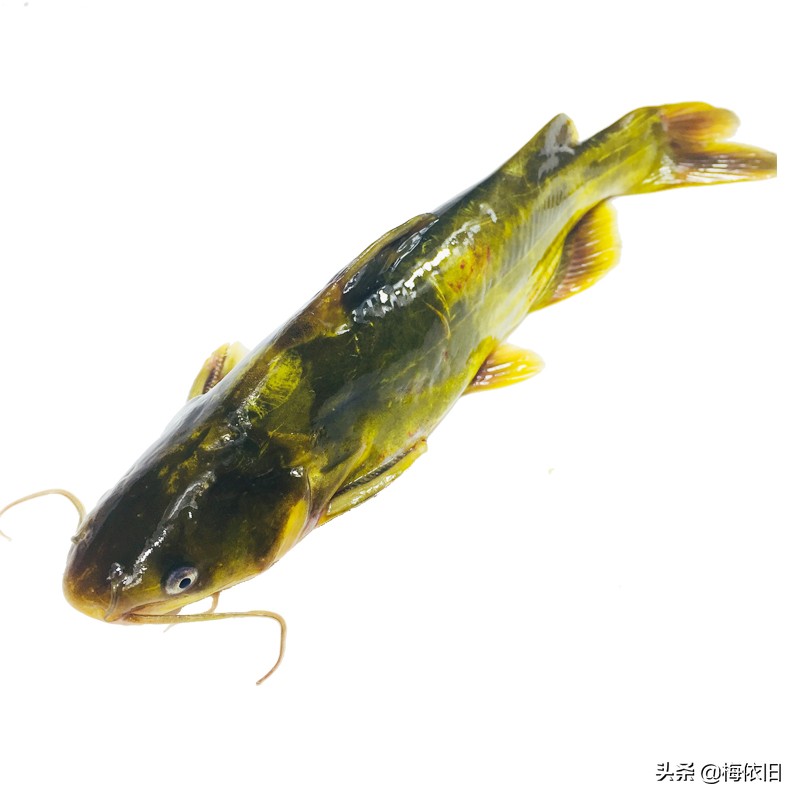 推荐6种鱼营养好肉质,鱼刺少又好看的鱼有哪些