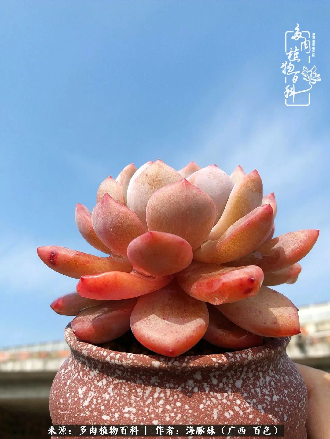 七月的雨,八月的风,多肉植物,我还是喜欢你