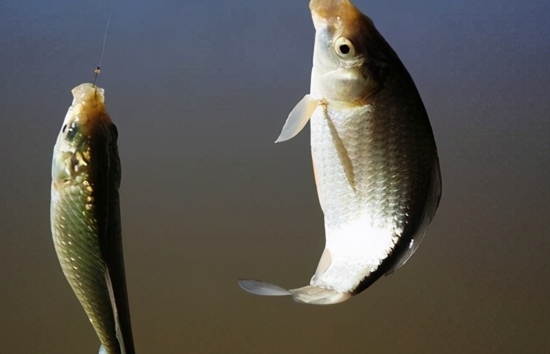 鱼体内白色透明长条物,鱼体内的黄色块状是什么