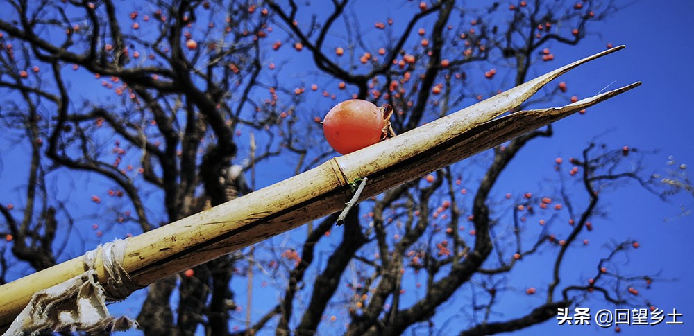柿子怎么摘好吃又难摘,柿子在树上摘下来怎么弄才好吃