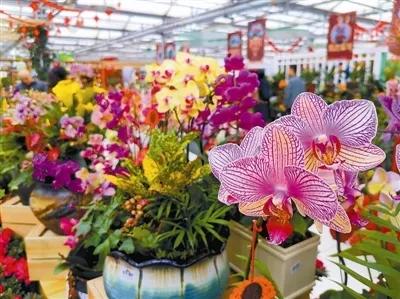 做家庭园艺能赚钱吗,园艺市场未来发展趋势