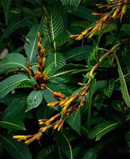 送给喜欢种花的人什么礼物,想养花却把花养死