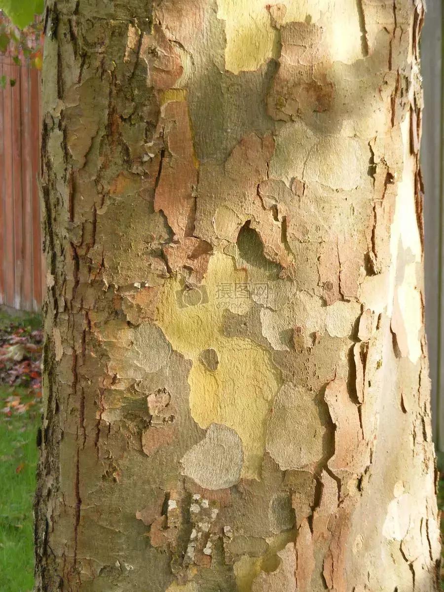 绿萝可以用枝条水养,怎么用水养绿萝绿萝才长得快