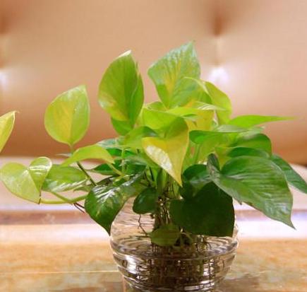 刚买的绿萝叶子黄了要怎么处理,刚买回来的绿萝老烂根怎么办