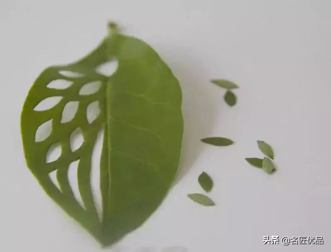 超惊艳的树叶手工,有趣的树叶手工制作