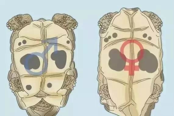 乌龟是怎么繁殖和养育后代的,刚破壳的小乌龟怎样分雌雄