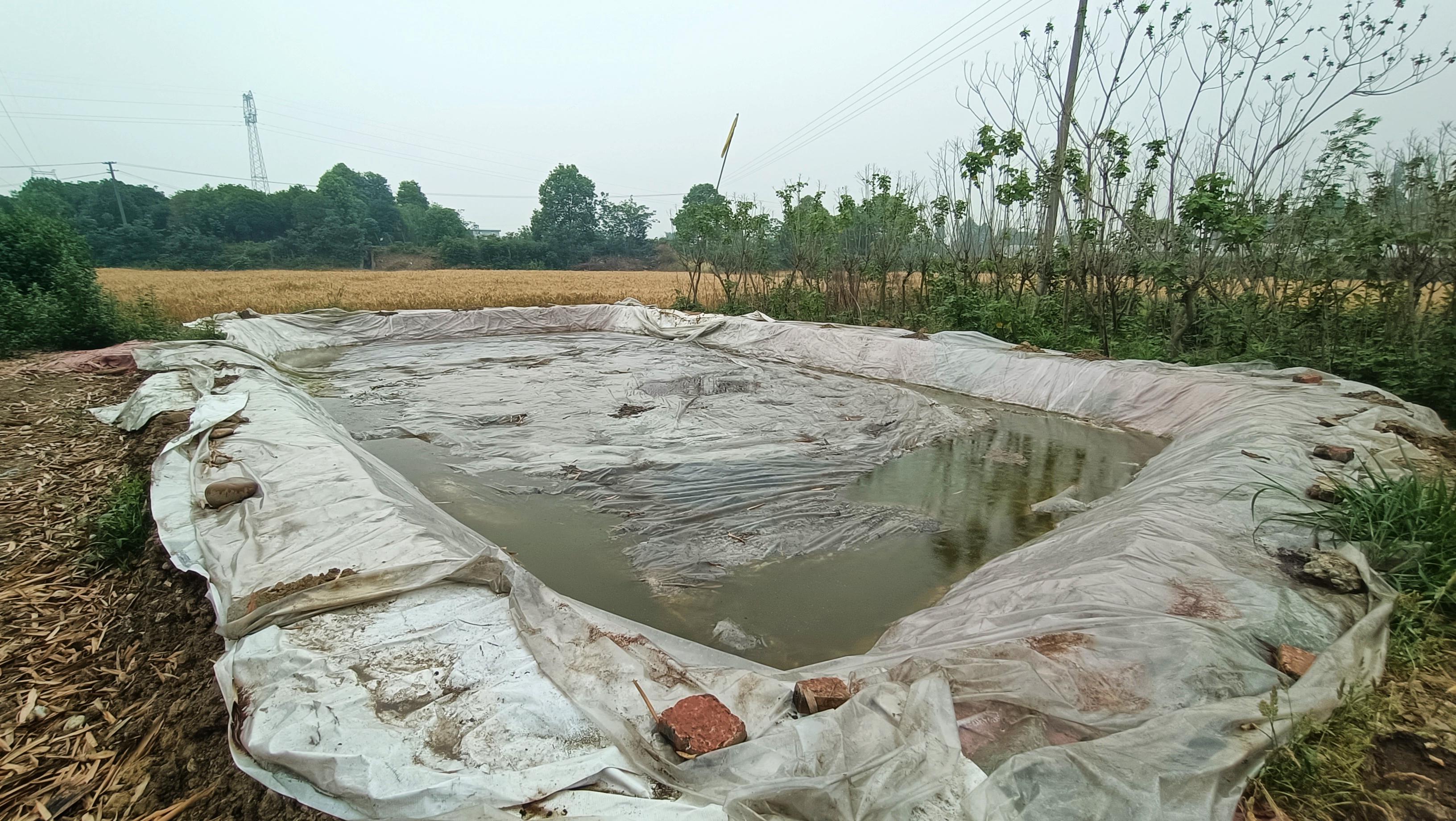 水果发酵的酵素对农作物有什么用,给瓜果蔬菜发酵的酵素