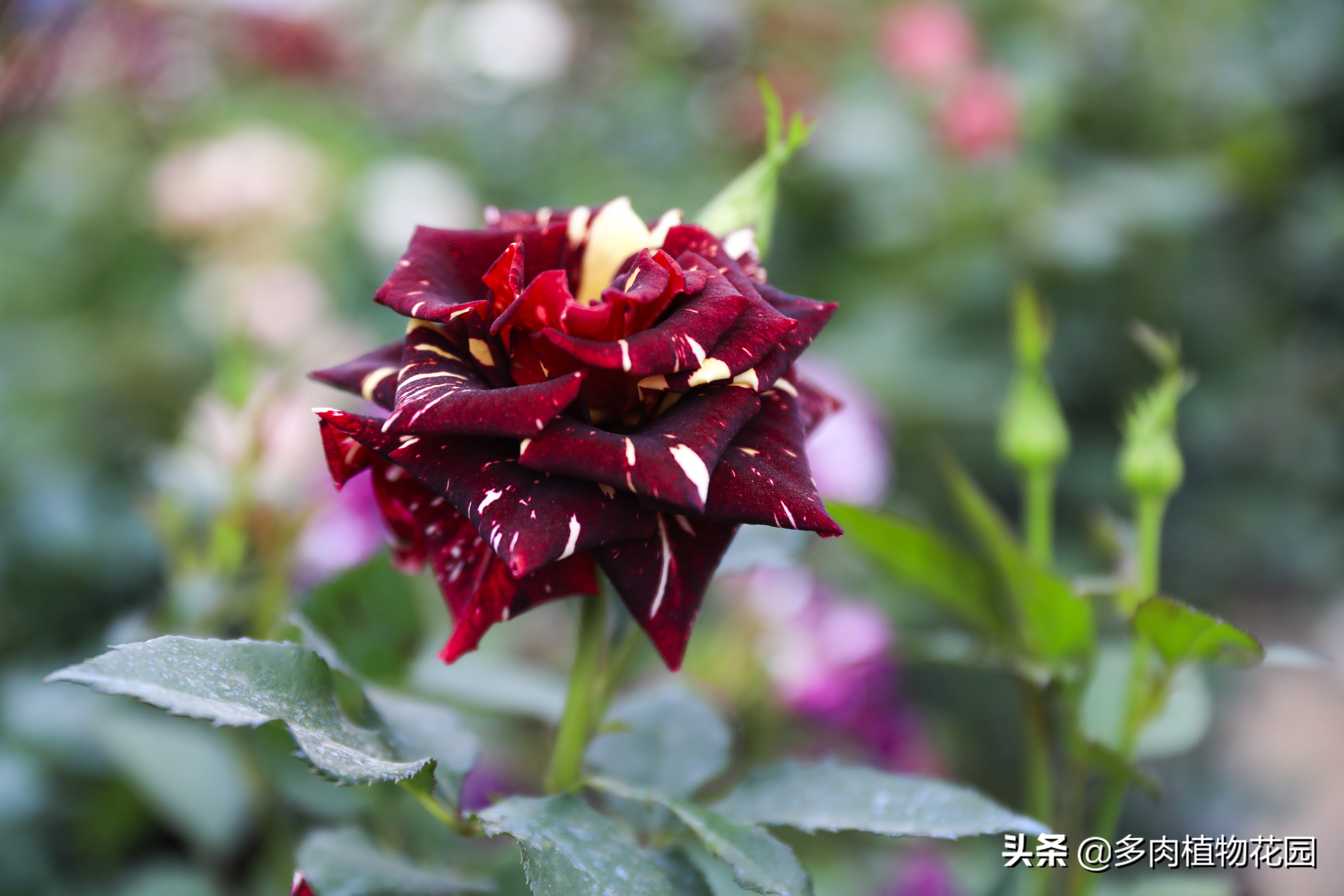 青州月季大棚怎么选,青州高杆月季哪里有