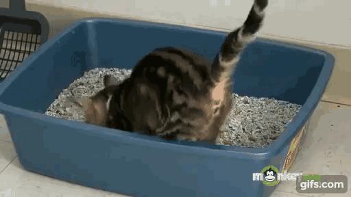 猫咪的十大坏习惯,猫咪十大常见病和预防方法