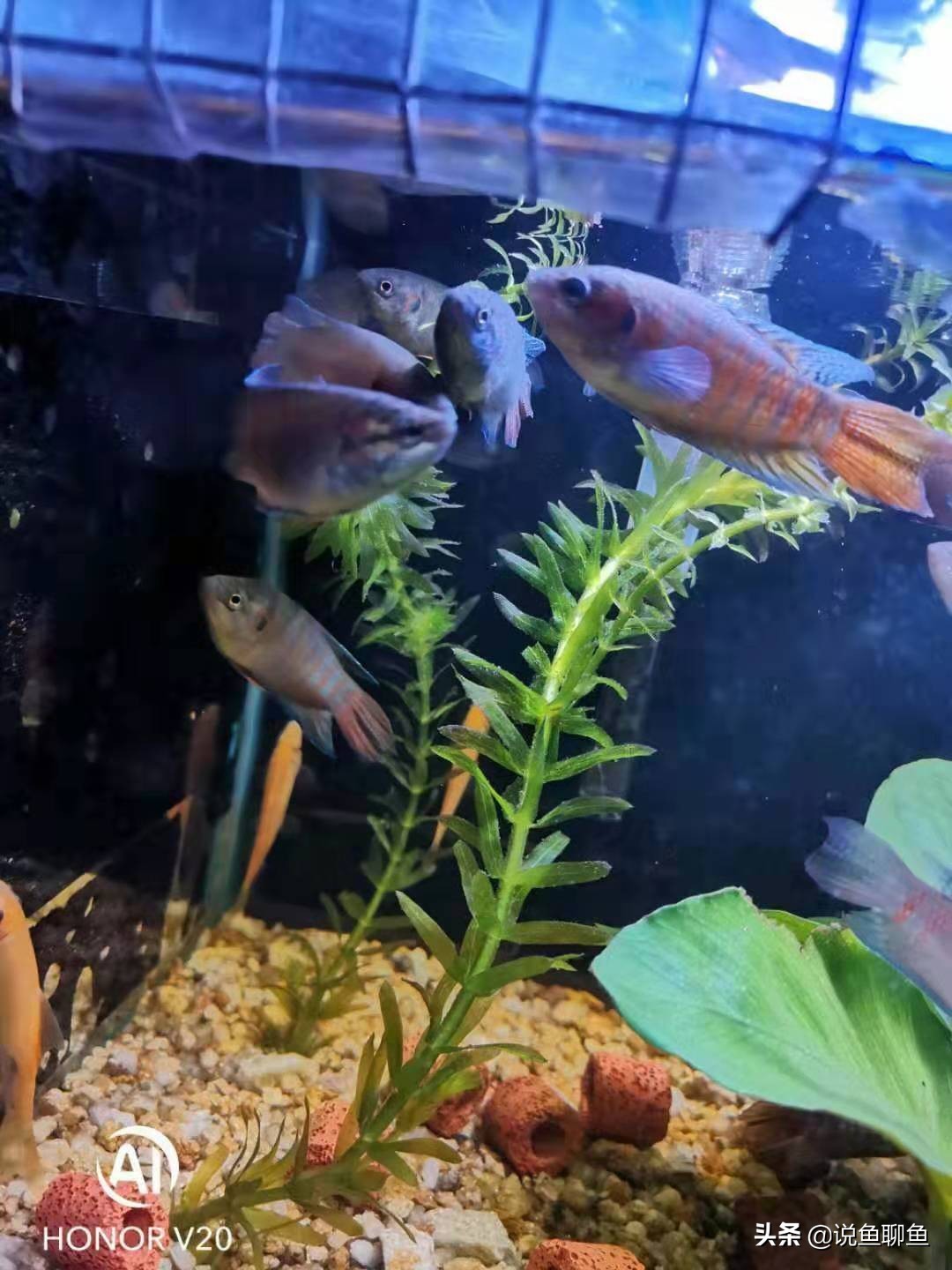 粉丝发私信求救,粉丝向主播求救