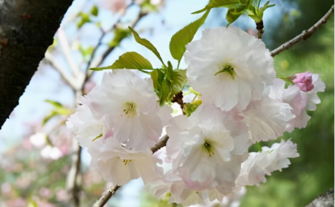 还记得13年前的樱花吗,以前的樱花对比现在的樱花