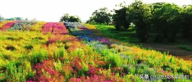 日照花仙子打卡地,日照东夷小镇旅游攻略
