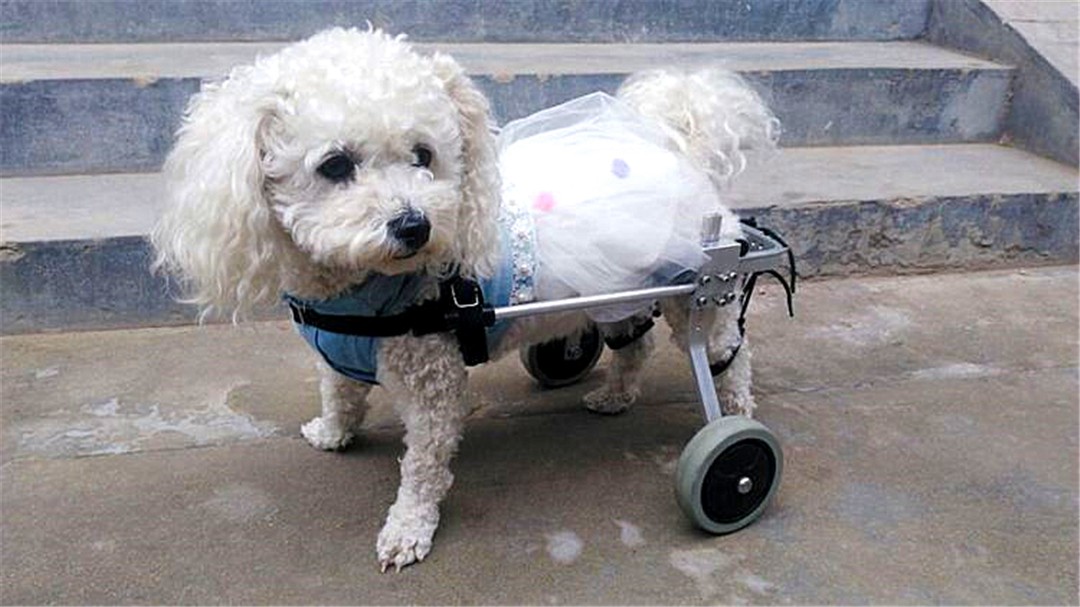 辟谣，狗狗也会腰椎盘突出，不合理运动伤害大，注意三点正确护理