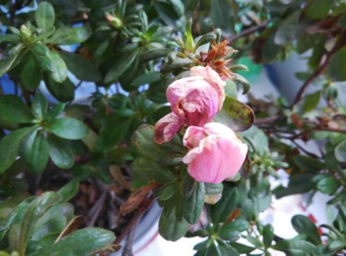 杜鹃花黄叶家用小妙招,杜鹃黄叶干枯怎么办