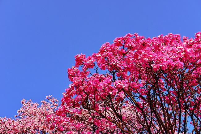 对玉兰花的赞美,我最喜欢的玉兰花