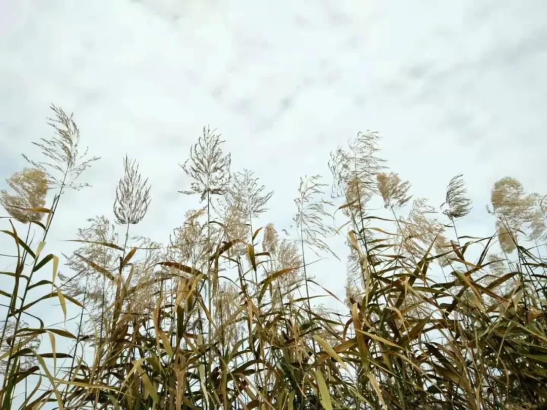 小学生成绩单教师简短评语打油诗,教师评语打油诗初中