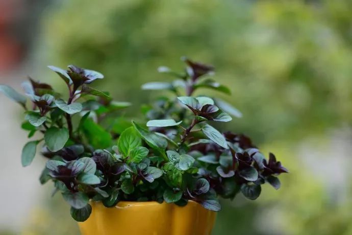 驱蚊草真的可以驱蚊子吗,驱蚊草能治蚊虫吗