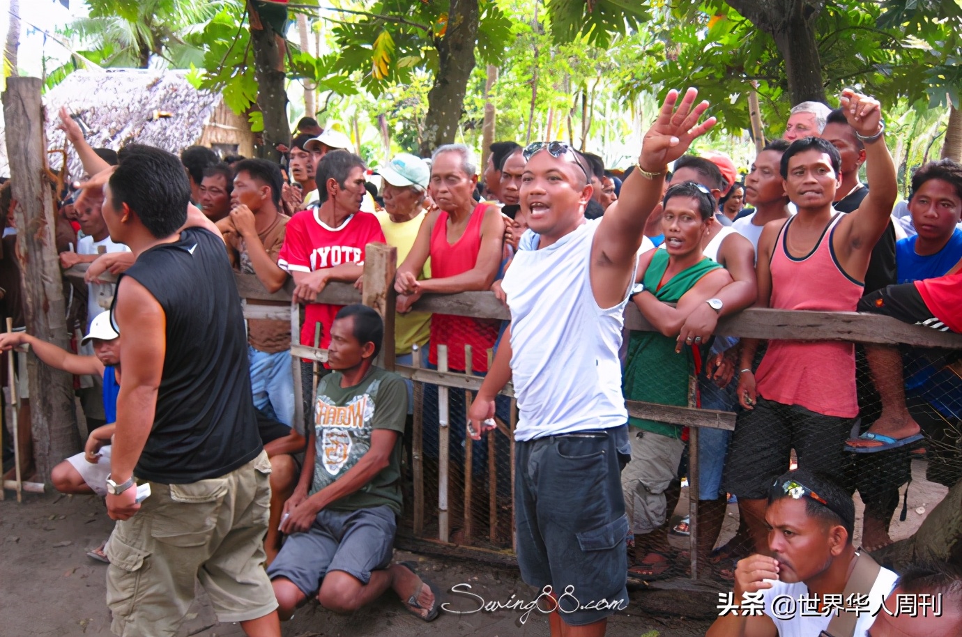 菲律宾斗鸡失误死亡,菲律宾斗鸡带刀杀死主人